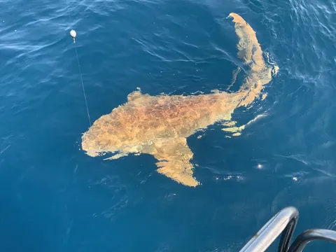 A shark swimming just under the surface beside the boat