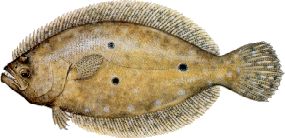 ag5