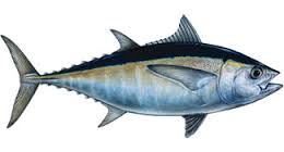 blackfin