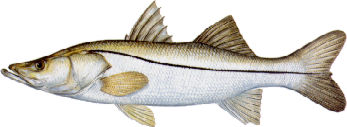 snook-1