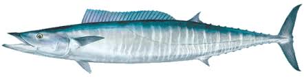 wahoo-1