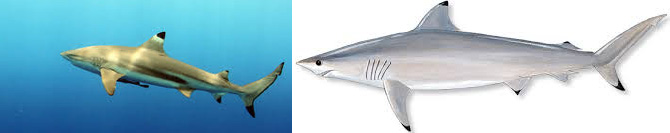 blacktip