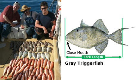 gry