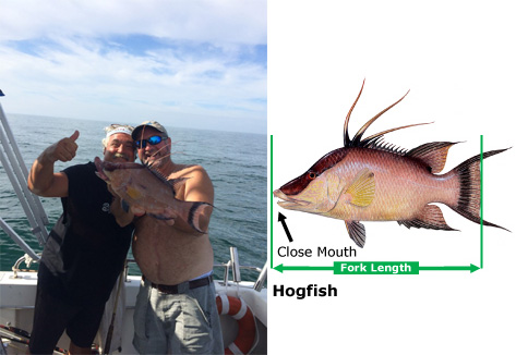 hog