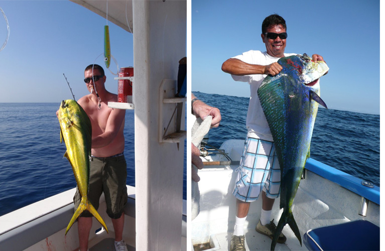 mahi