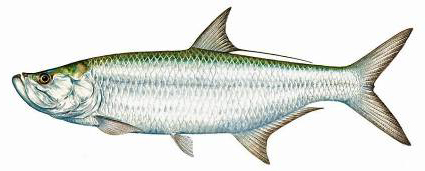 tarpon-1